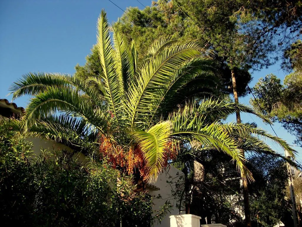 Guest house Casa Ceiba Maria Hotel Cala d'Or